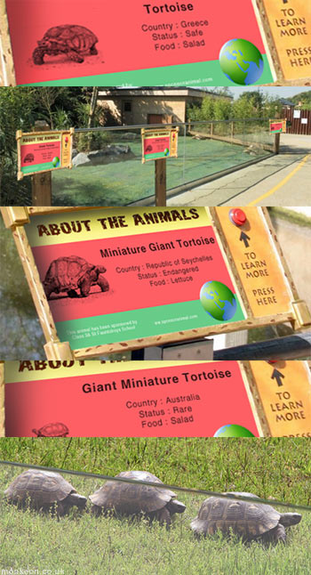 3 Types of Tortoise